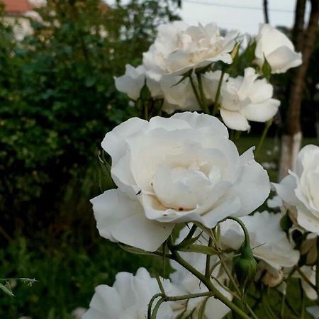 Cvjetni Apartmani Цетине Екстериор снимка